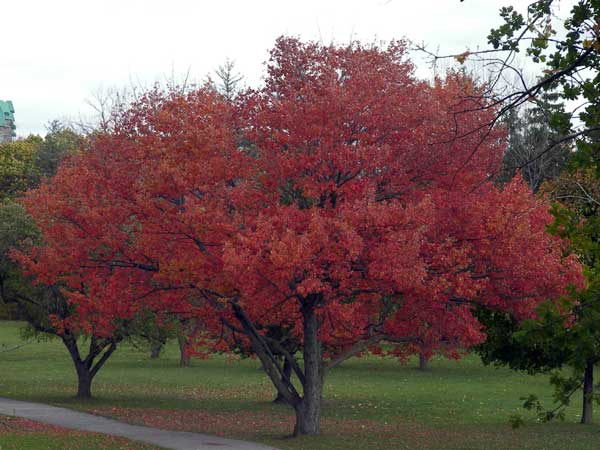 Niagara Falls in Autumn 2007 26